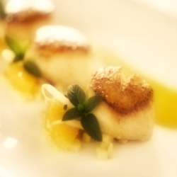 Coquilles Saint-Jacques